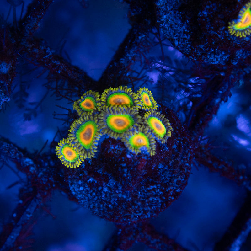 Rasta Zoa - AquaGemCorals