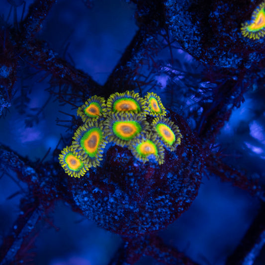 Rasta Zoa - AquaGemCorals