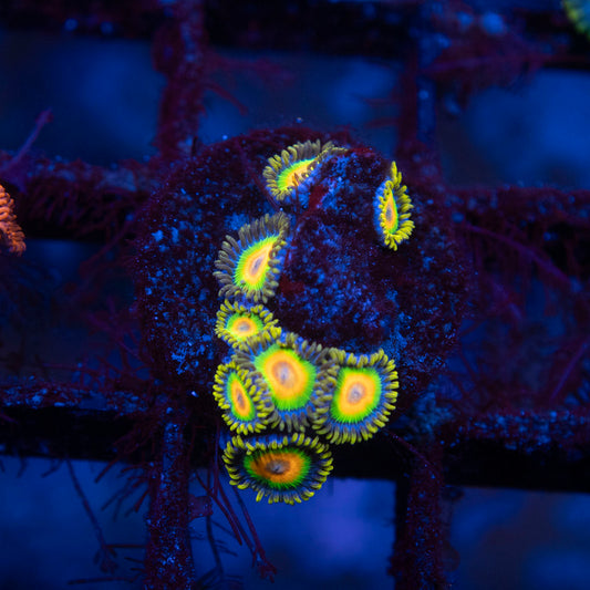 Rasta Zoa - AquaGemCorals