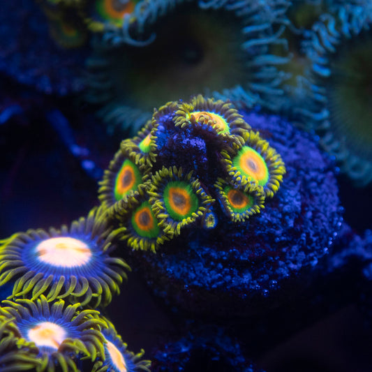 Rasta Zoa