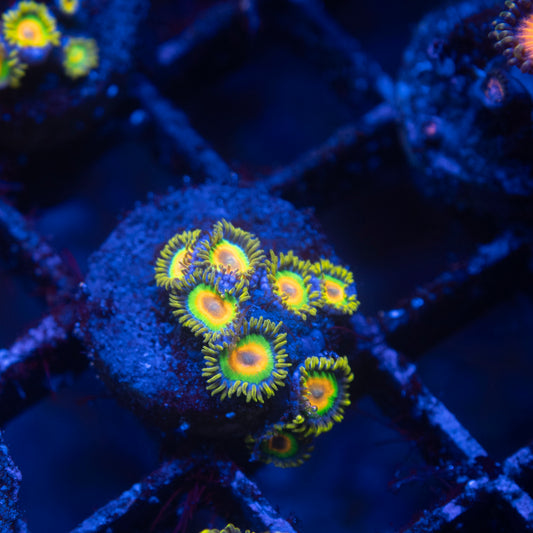 Rasta Zoa
