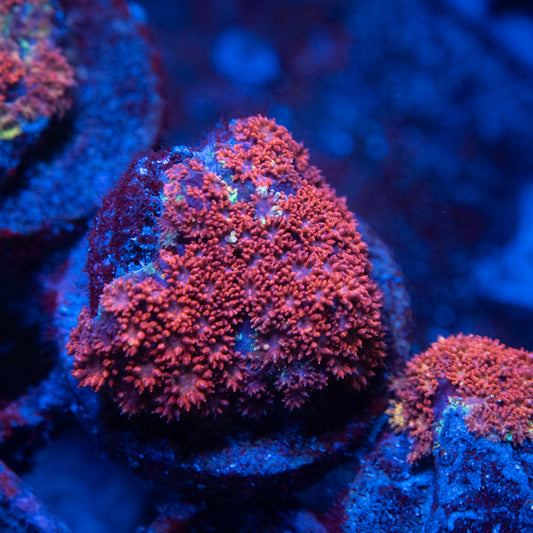 Red Bernardpora Flowerpot Coral