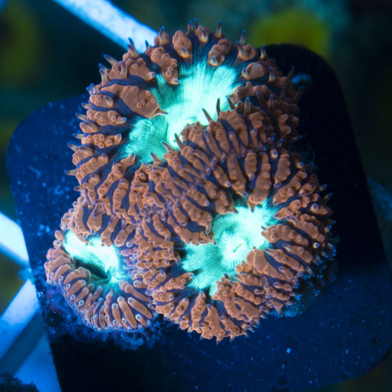 Red Blasto Wellsi live coral for reef aquarium