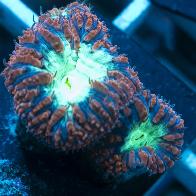 Red Blasto Wellsi live coral for reef aquarium