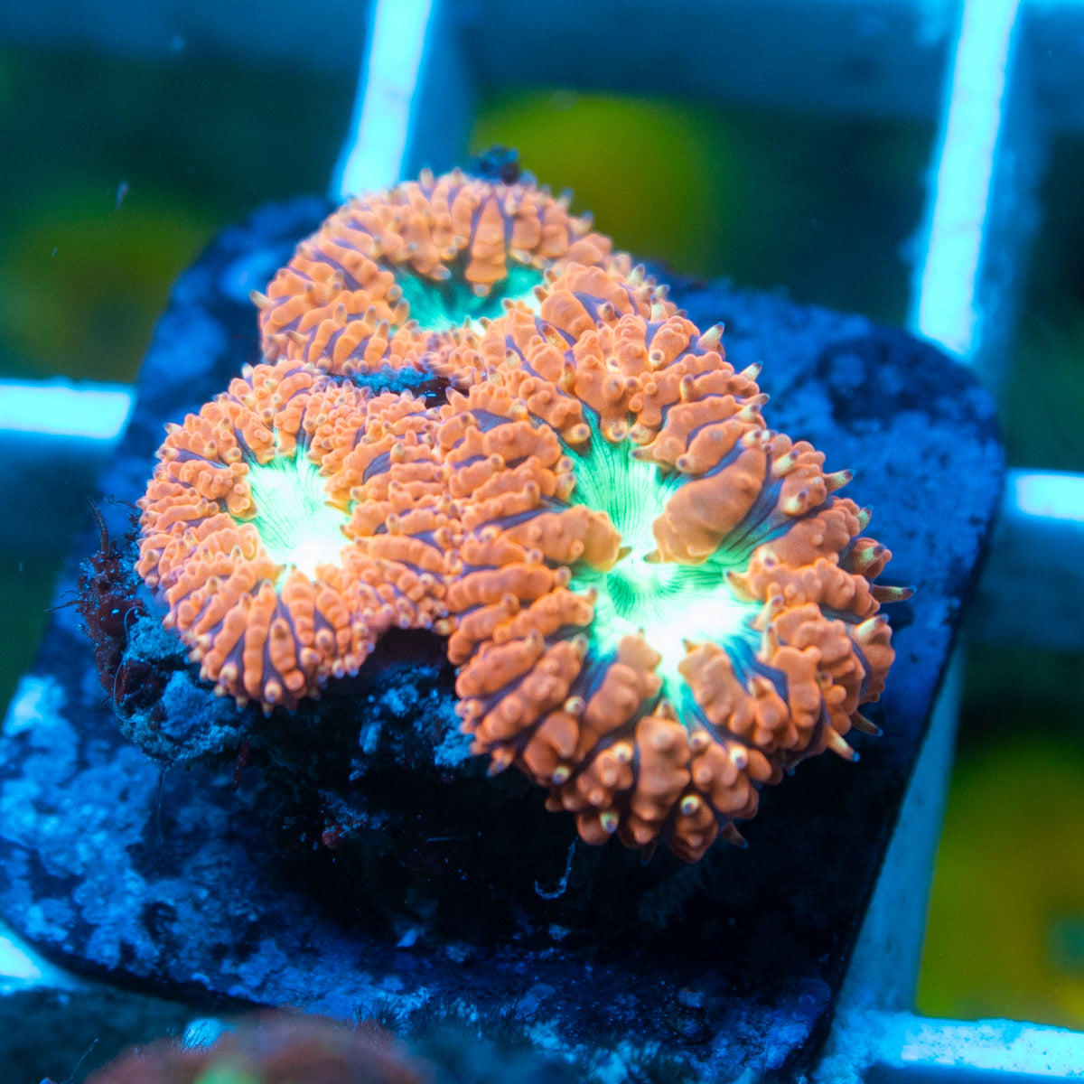 Red Blasto live reef coral - AquaGemCorals
