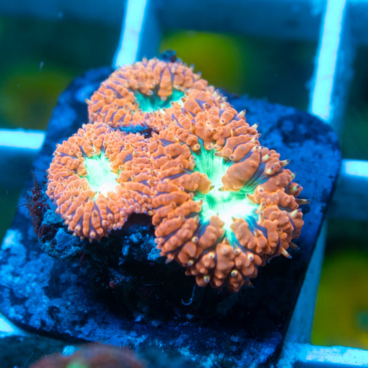 Red Blasto live reef coral - AquaGemCorals