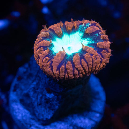 Close-up of a vibrant coral in an aquarium setting with blue lighting.