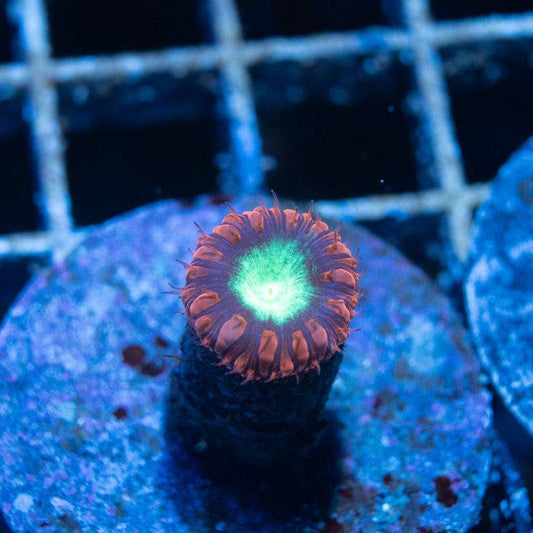 Red Blastomussa Wellsi - AquaGemCorals