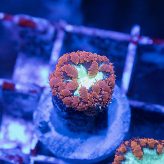 Red Blastomussa Wellsi