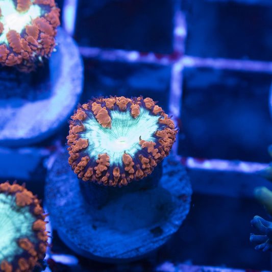 Red Blastomussa Wellsi