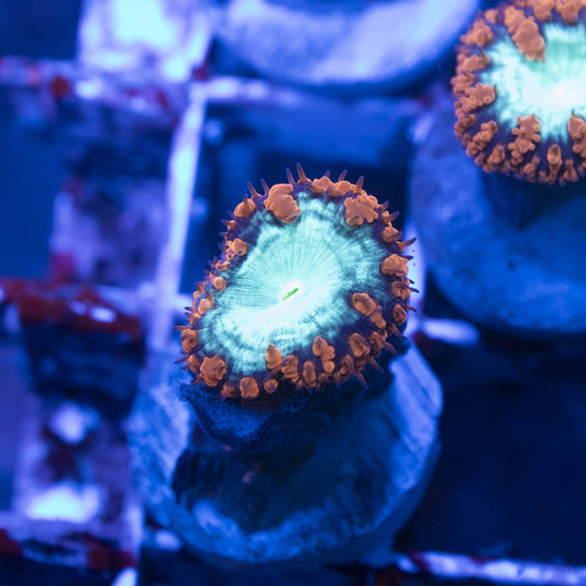 Red Blastomussa Wellsi