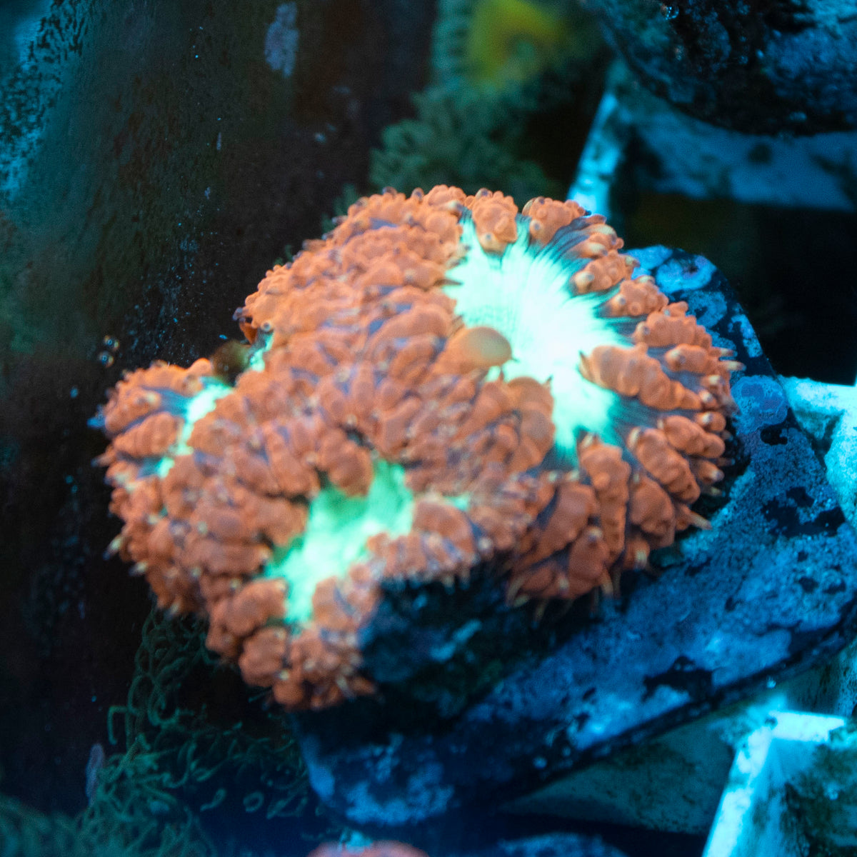 Red Blastomussa coral frag from AquaGem Corals
