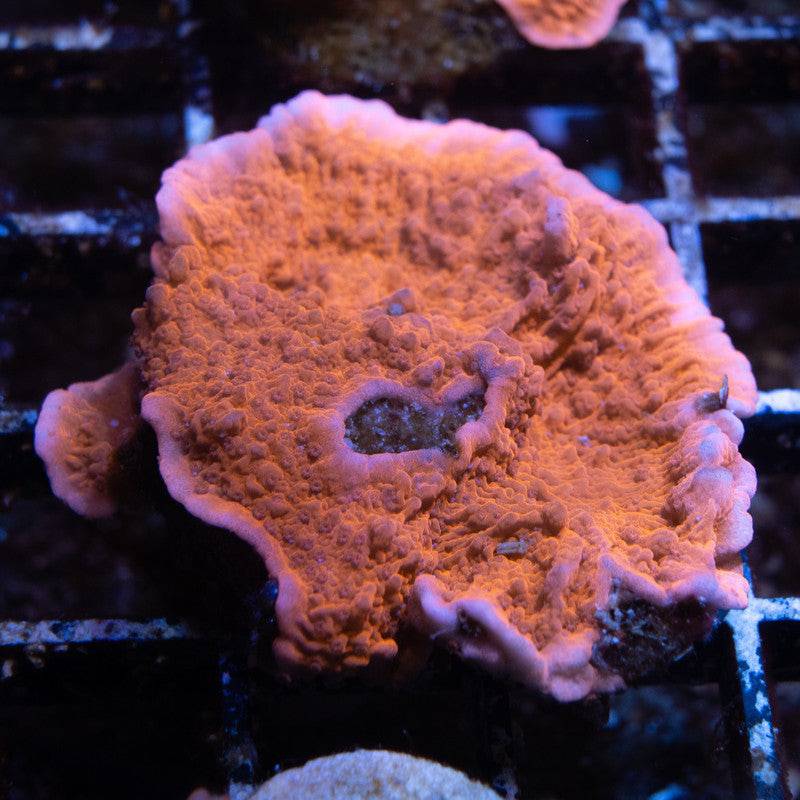 Red Cap Monti - AquaGemCorals