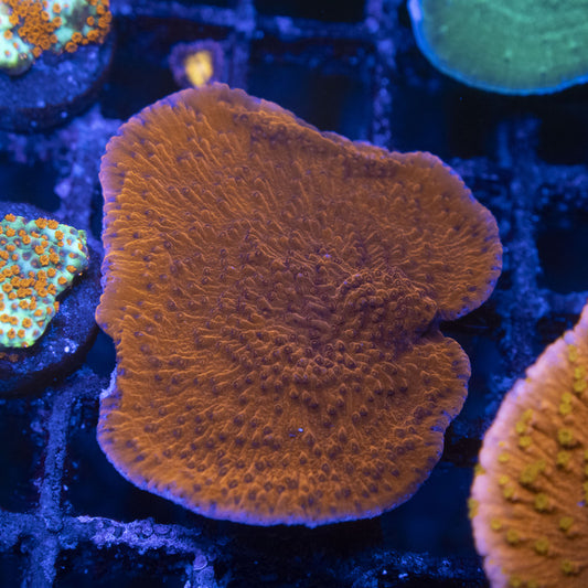 Red Cap Monti Mini Colony