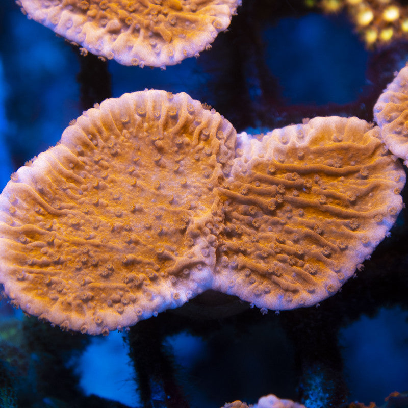 Red Cap Monti live coral for reef aquarium