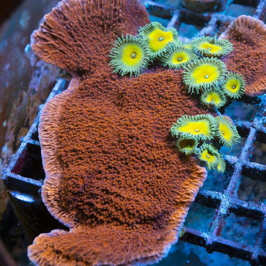 Red Cap Monti live coral for reef aquarium