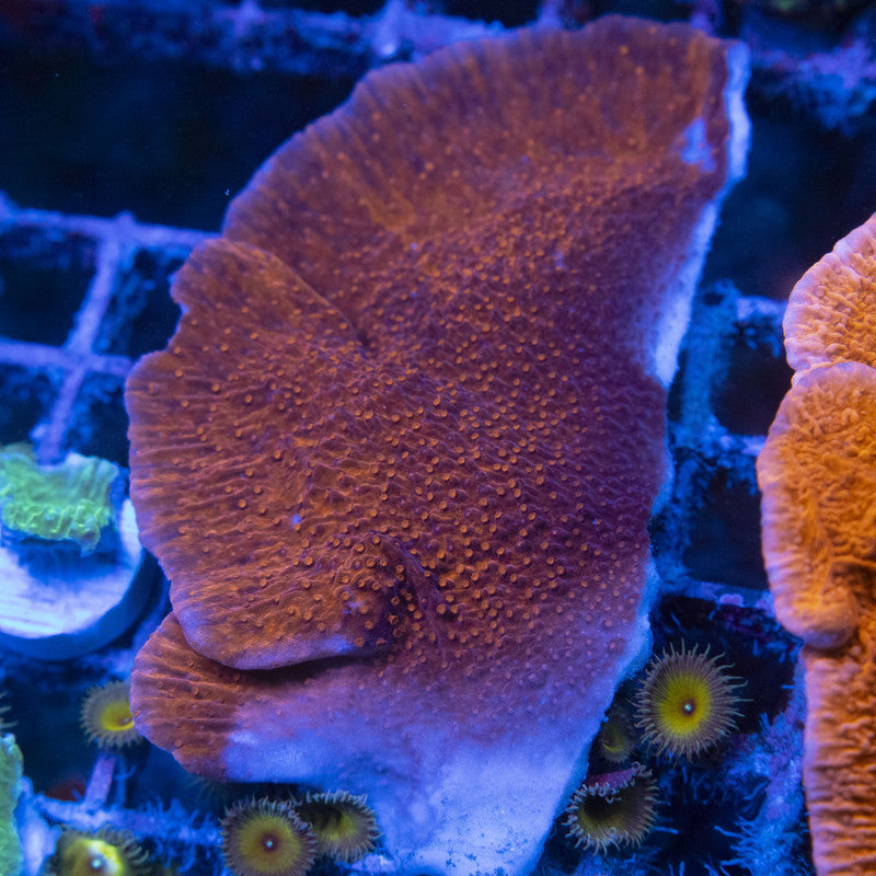 Red Cap Monti WYSIWYG live coral for sale at AquaGemCorals