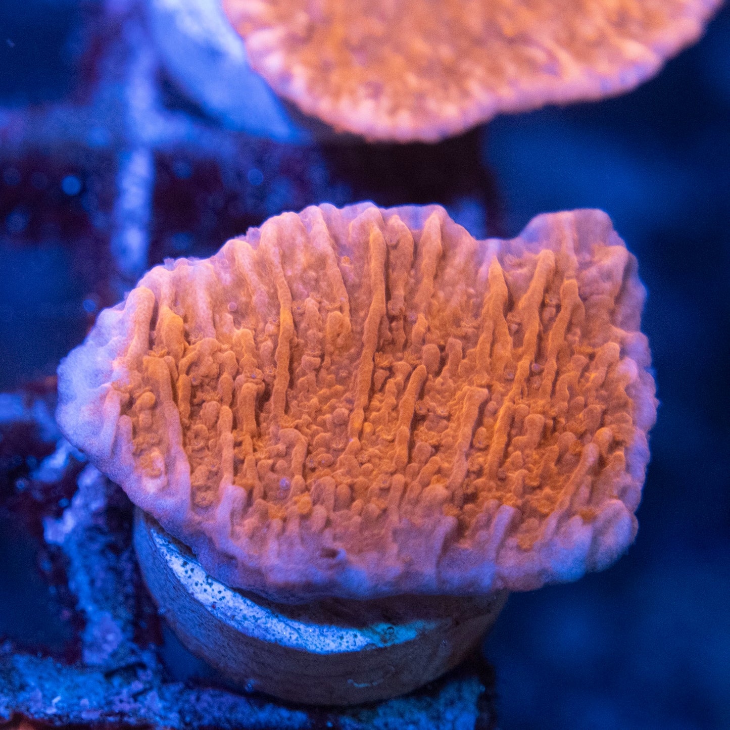 Red Cap Montipora