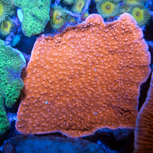 Red Cap Montipora