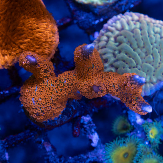 Red Digi Montipora - AquaGemCorals
