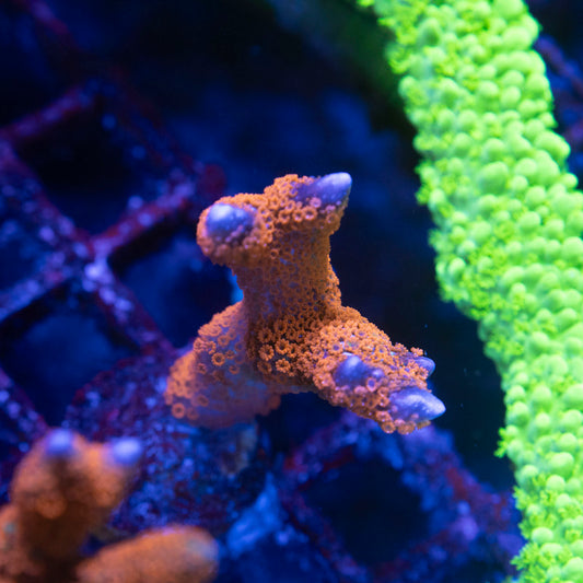 Red Digi Montipora - AquaGemCorals