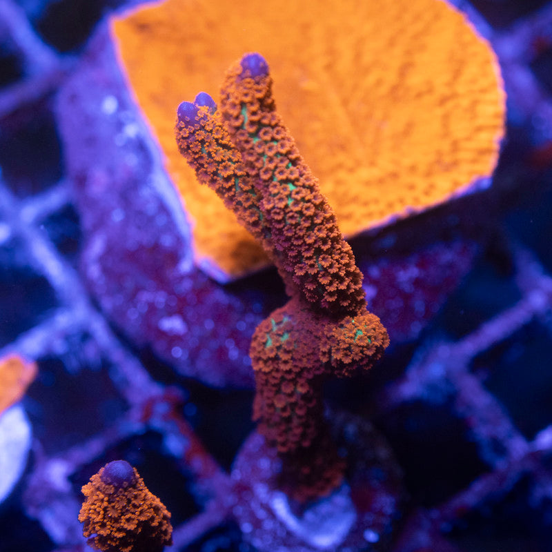 Red Digi Montipora - AquaGemCorals