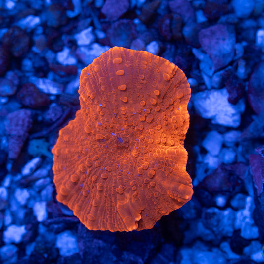 Red Disco Mushroom - AquaGemCorals