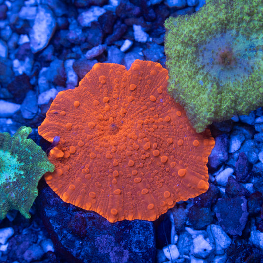 Red Disco Mushroom - AquaGemCorals