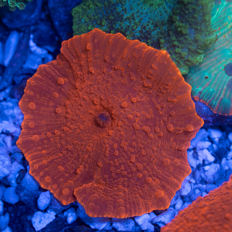 Red Disco Mushroom - AquaGemCorals