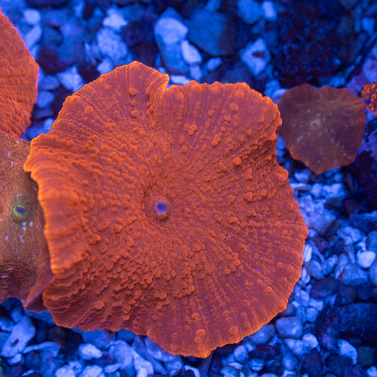 Red Disco Mushroom - AquaGemCorals