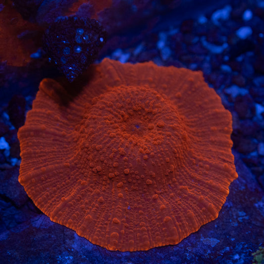 Red Disco Mushroom