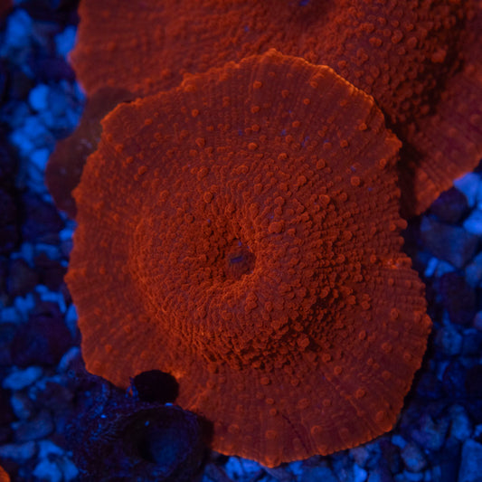 Red Disco Mushroom