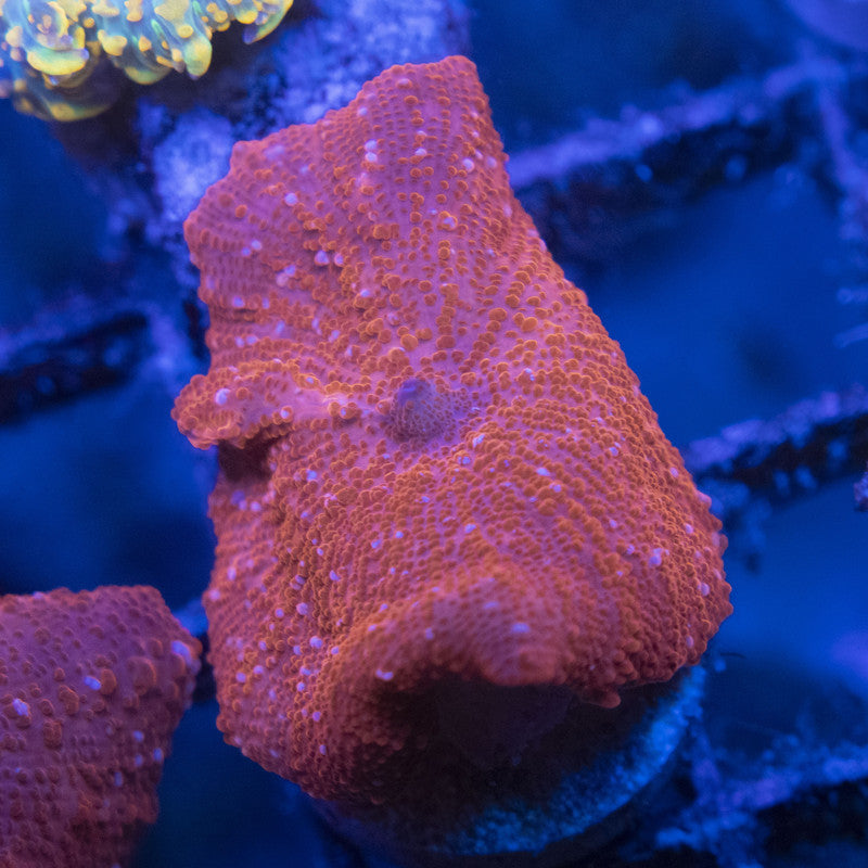 Red Disco Mushroom WYSIWYG live coral for sale at AquaGemCorals