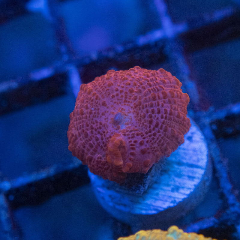 Red Disco Mushroom WYSIWYG live coral for sale at AquaGemCorals