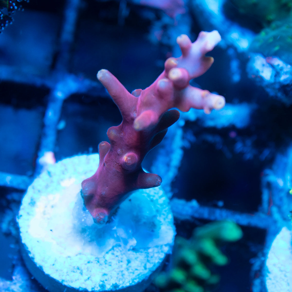Red Dragon Acropora live reef coral - AquaGemCorals