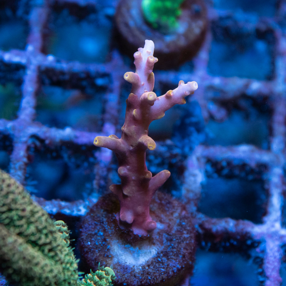 Red Dragon Acropora coral frag from AquaGem Corals