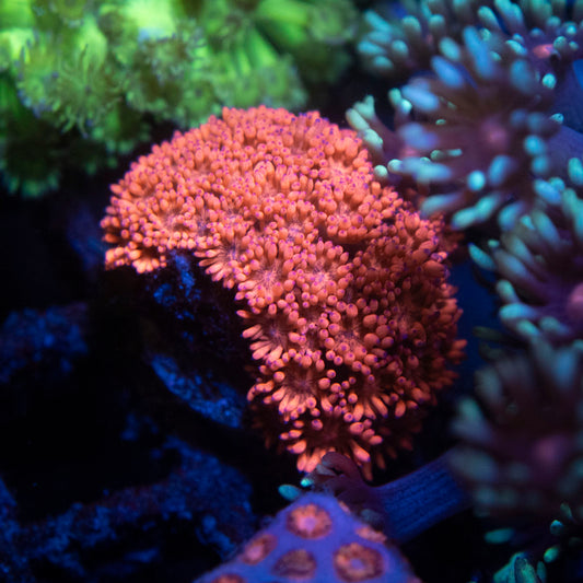Red Goni