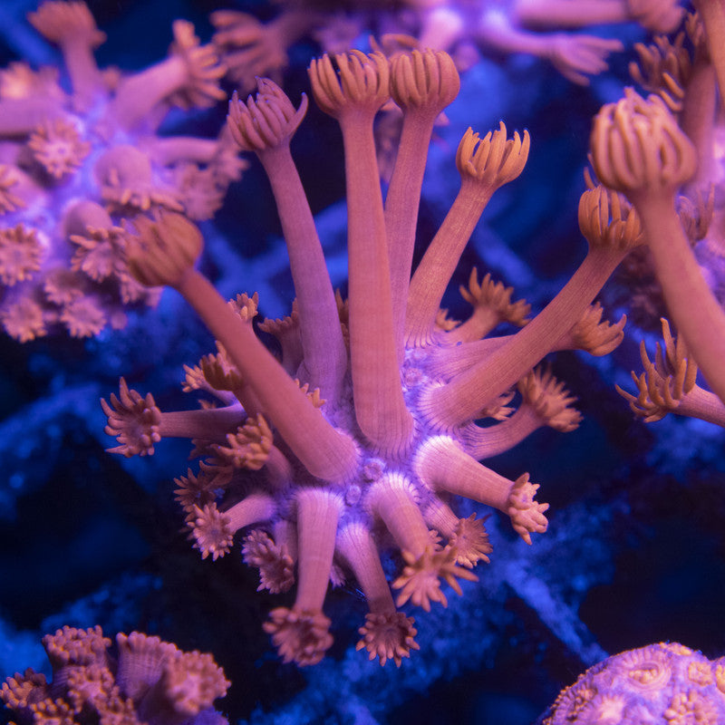 Red Goni WYSIWYG live coral for sale at AquaGemCorals