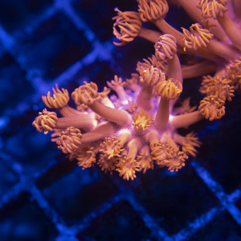 Red Goni WYSIWYG live coral for sale at AquaGemCorals