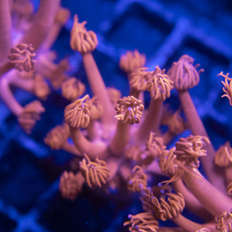 Red Goni WYSIWYG live coral for sale at AquaGemCorals