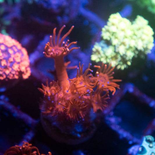 Red Goniopora