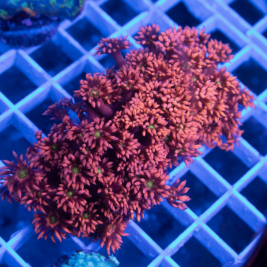 Red Goniopora mini colony - AquaGemCorals