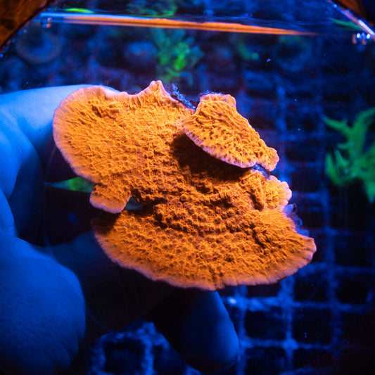 Red Montipora Cap Coral