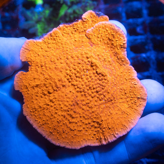 Red Montipora Cap Coral
