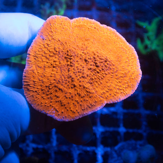 Red Montipora Cap Coral