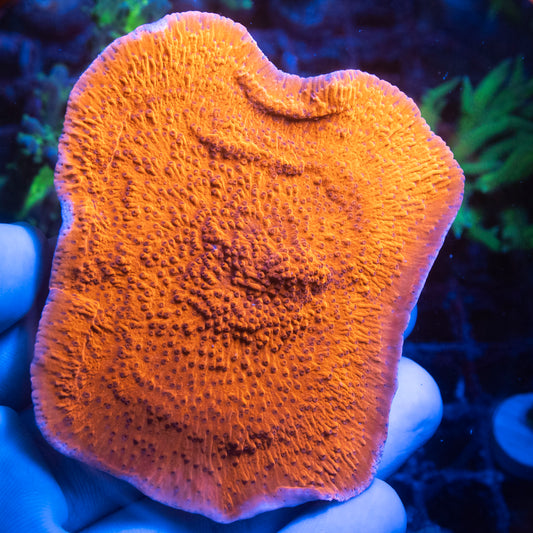 Red Montipora Cap Coral