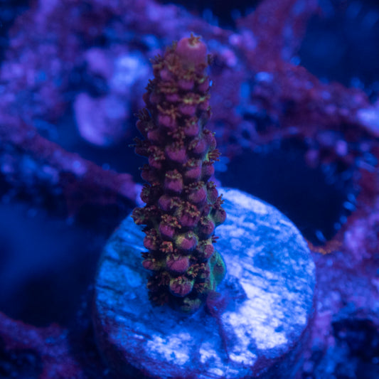 Red Planet Acropora