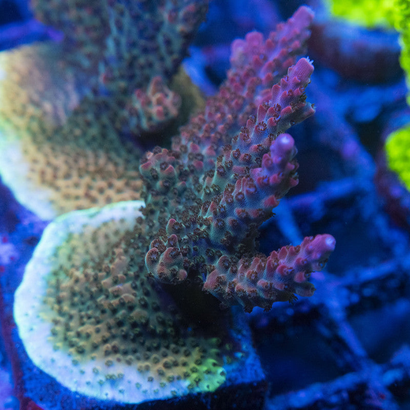 Red Robin Acro WYSIWYG live coral for sale at AquaGemCorals