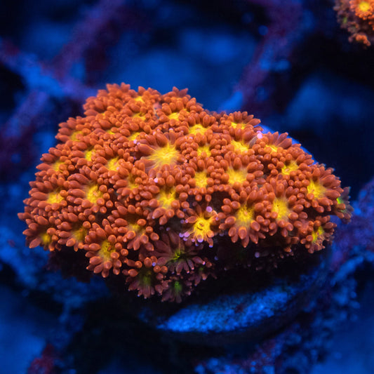 Close-up of a vibrant orange and yellow coral in an aquarium setting