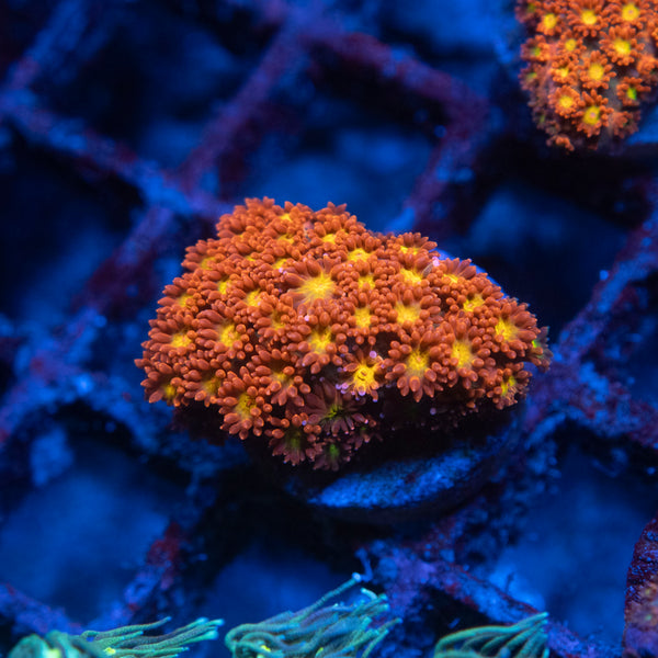 Red short polyp Goniopora